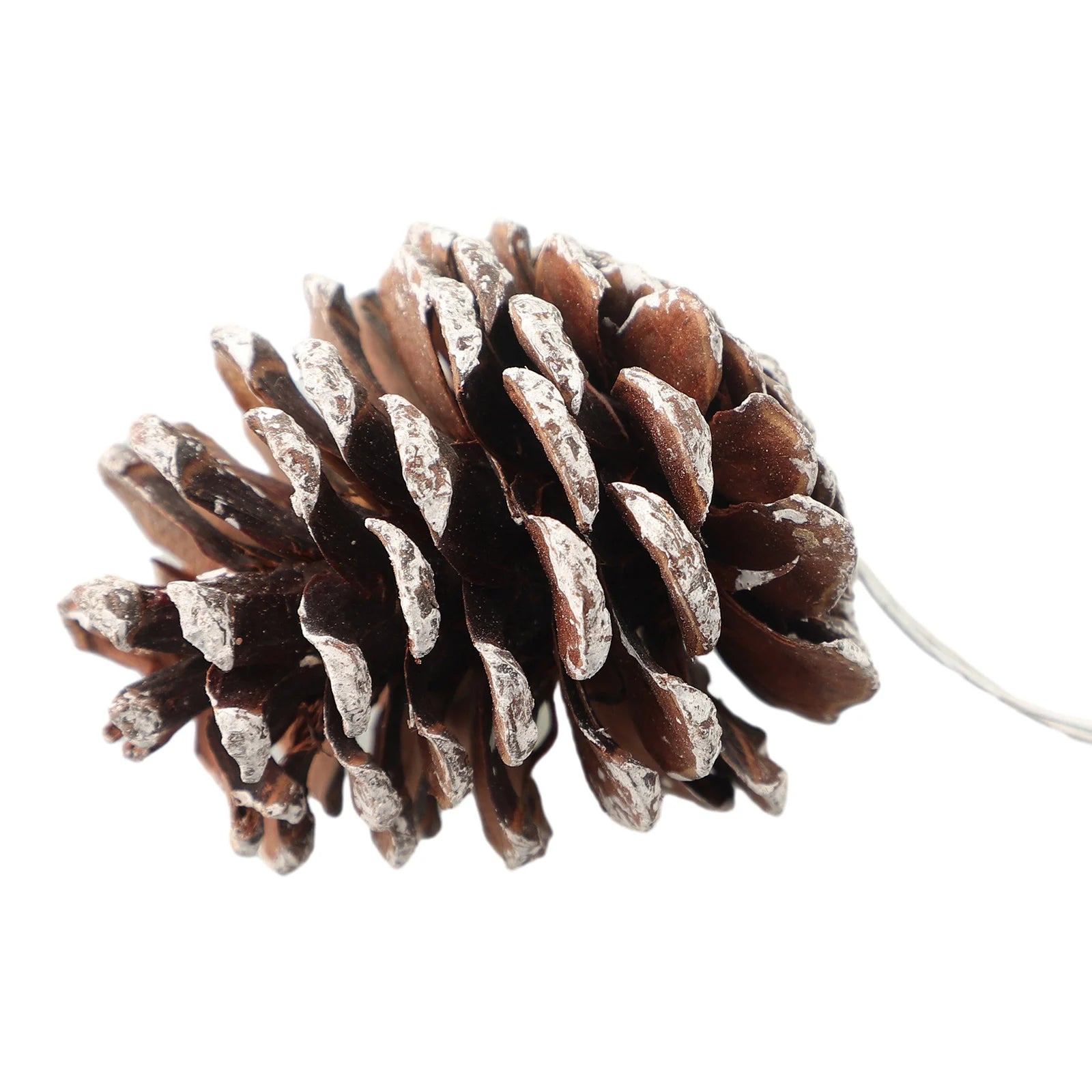 6pc/set Small Pine Cones Christmas Tree Pendant 5CM Original Color Pine Cone Ornaments Natural White Edge Pine Cone Xmas Crafts