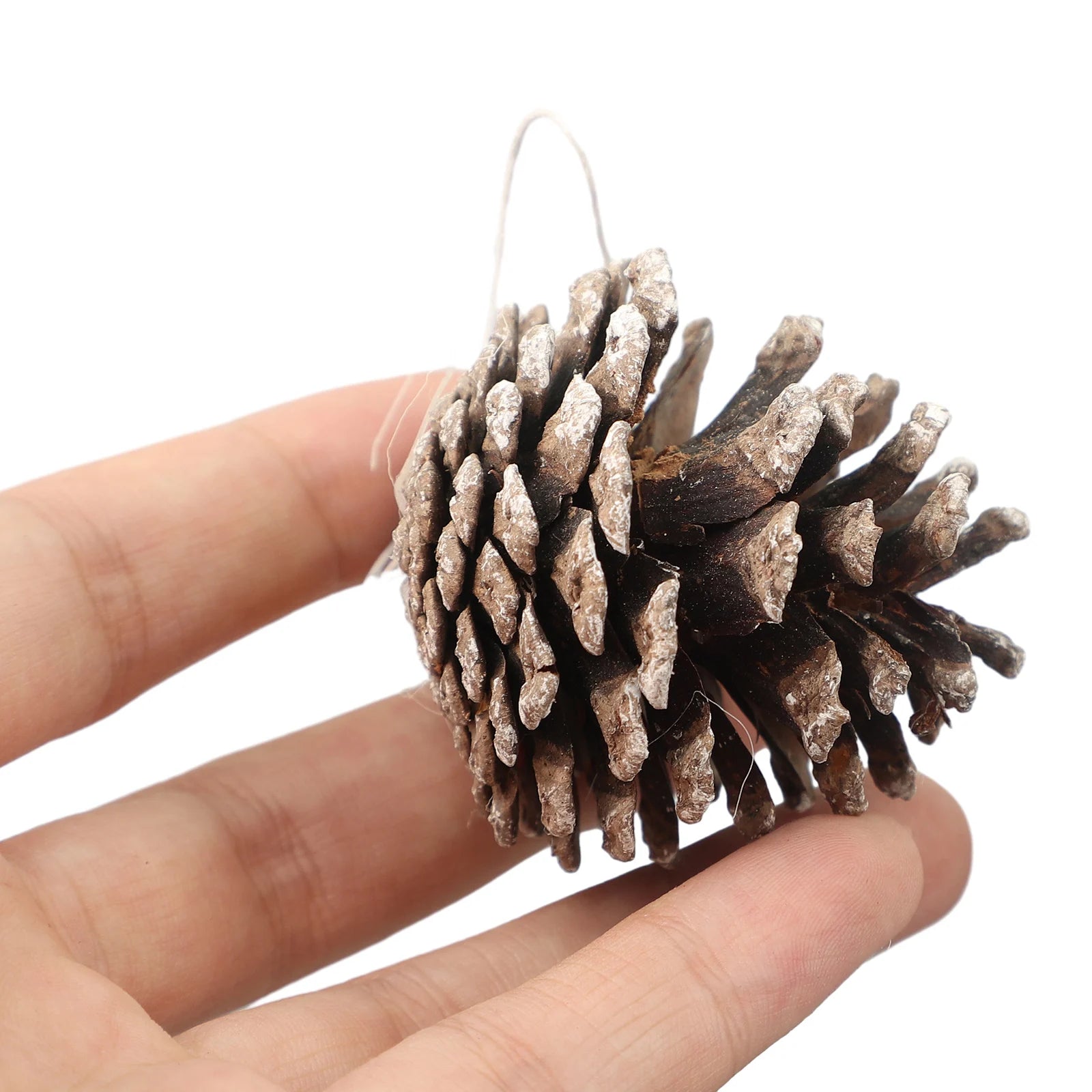 6pc/set Small Pine Cones Christmas Tree Pendant 5CM Original Color Pine Cone Ornaments Natural White Edge Pine Cone Xmas Crafts